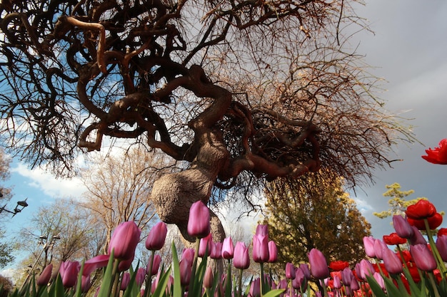 Jardin de tulipes