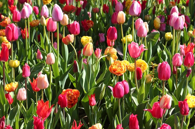 Jardin des tulipes