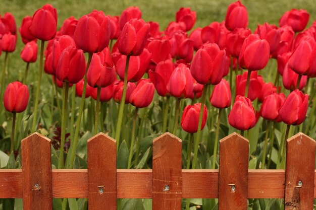 Jardin des tulipes