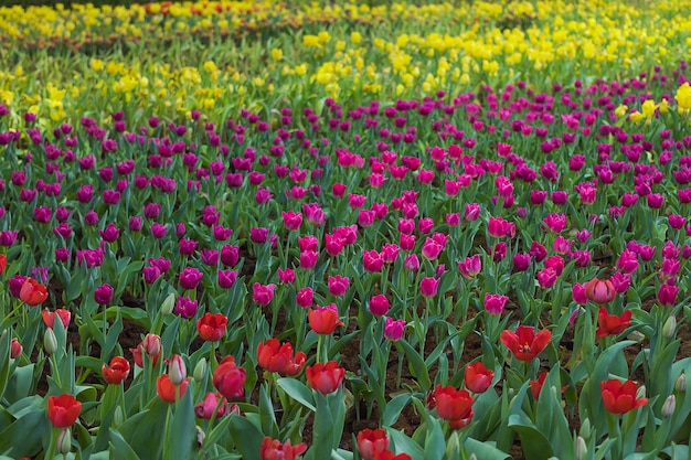 Photo jardin des tulipes