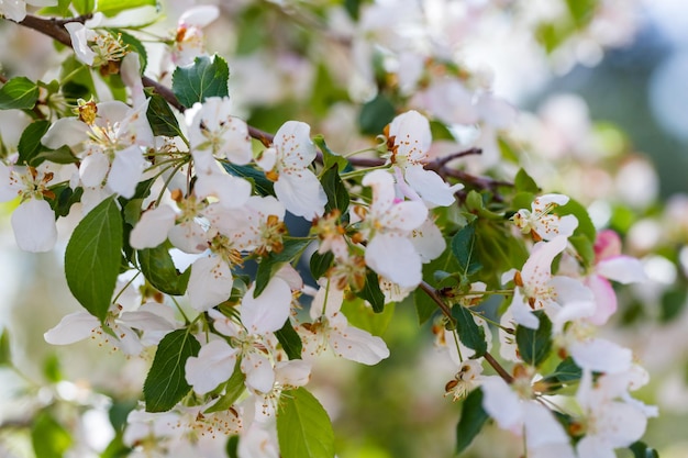 Jardin urbain au début du printemps.