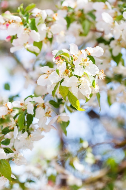 Jardin urbain au début du printemps.