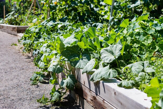 Jardin urbain biologique en pleine croissance à la fin de l'été.