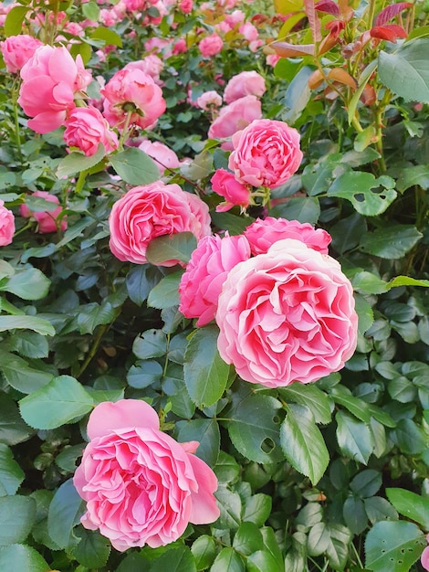 Jardin vaporisez beaucoup de roses roses. Métropole du jardinage