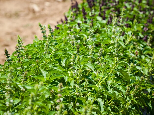 Jardin végétarien plein de bons légumes et fleurs.