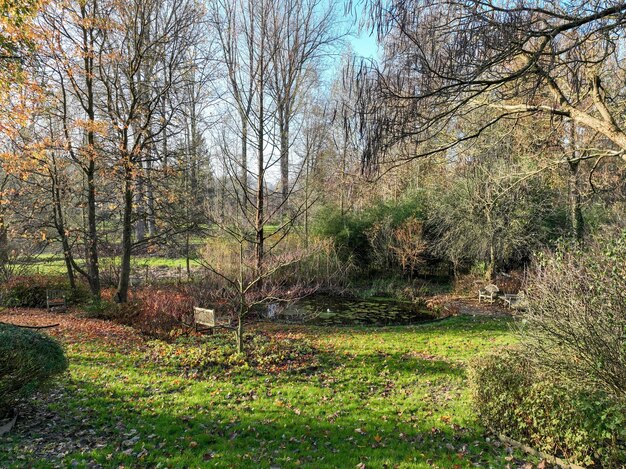 Jardin vert anglais avec une livre d'eau et plusieurs types d'arbres et de plantes pendant la saison hivernale