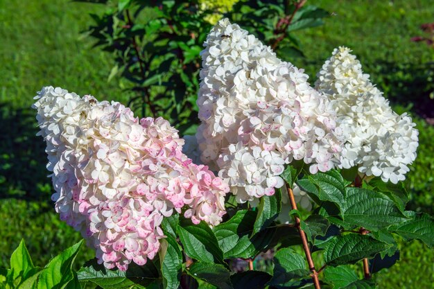 Jardin vert de buisson d'hortensia n