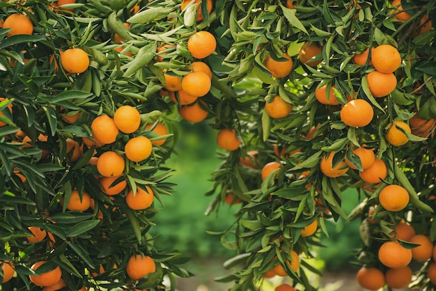 Jardin vert mandarine