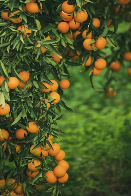 Jardin vert mandarine