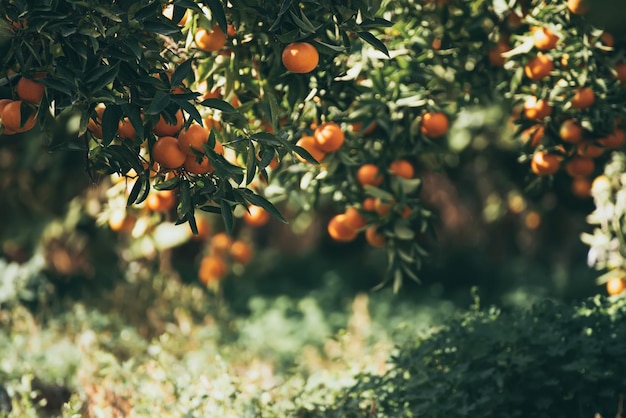 Jardin vert mandarine