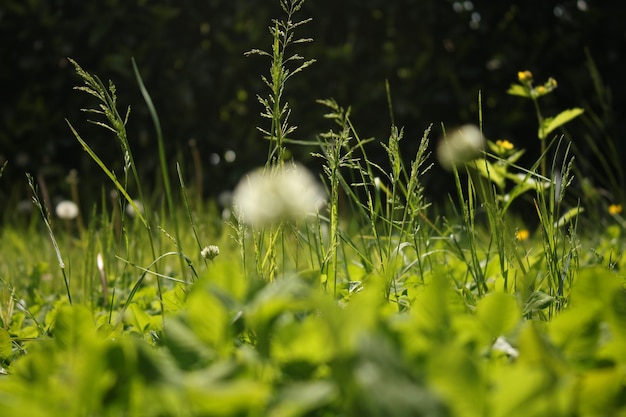 Jardin vert avec des mauvaises herbes