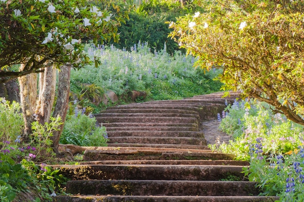 Jardin vert avec passerelle au parc