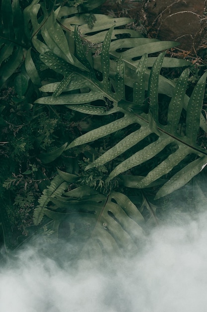 Jardin vertical avec feuille verte tropicale avec brouillard et pluie ton foncé