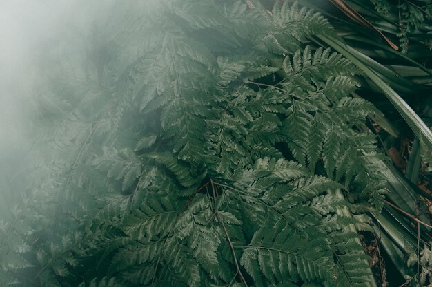 Jardin vertical avec feuille verte tropicale avec brouillard et pluie Ton foncé