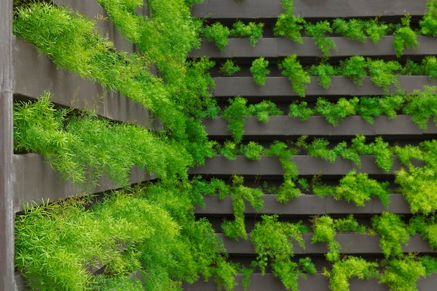 Jardin vertical avec de jeunes plantes en croissance Mode de vie durablexDxA