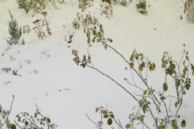 Jardin de vivaces recouvert de neige en hiver