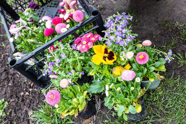 Photo le jardinage biologique avec soin de l'environnement un petit jardinier transplante des fleurs dans le sol