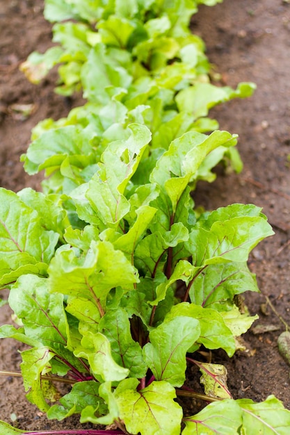 Jardinage communautaire en communauté urbaine.