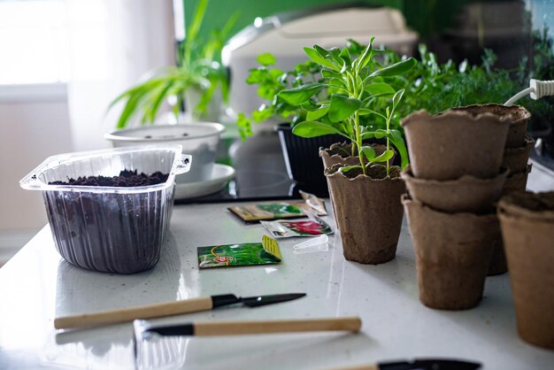 Photo jardinage domestique arrosage et repiquage de plantes dans des écopots travail de jardin de printemps intérieur de cuisine domestique