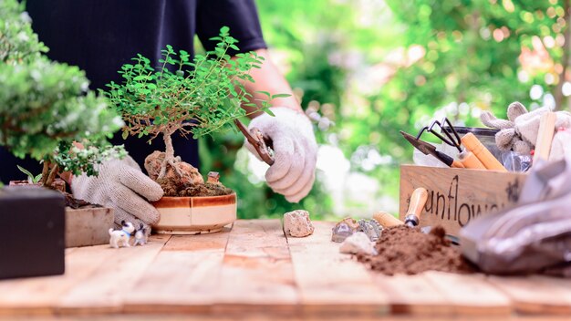 Jardinage domestique pendant le verrouillage et l'auto-quarantaine. Planter des graines dans le sol au jardin botanique pendant la crise du virus Corona. Restez à la maison pour la détente et la distanciation sociale.