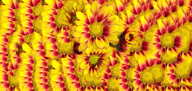 Jardinage de fleurs jaune rouge, papier peint, tête, blanc, rose, botanique, main, fraîcheur, floraison,