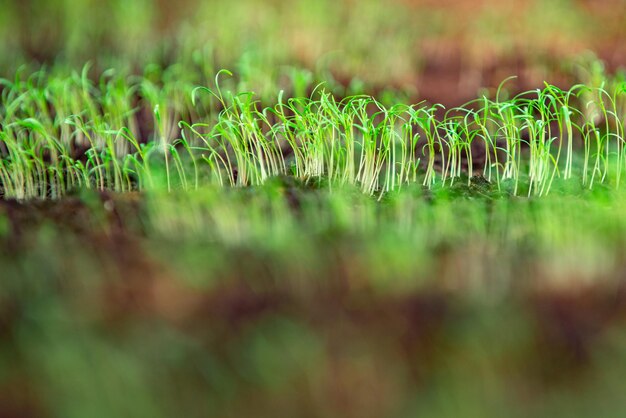 Jardinage. Gros plan sur les légumes verts, les aliments de serre biologiques faits maison.