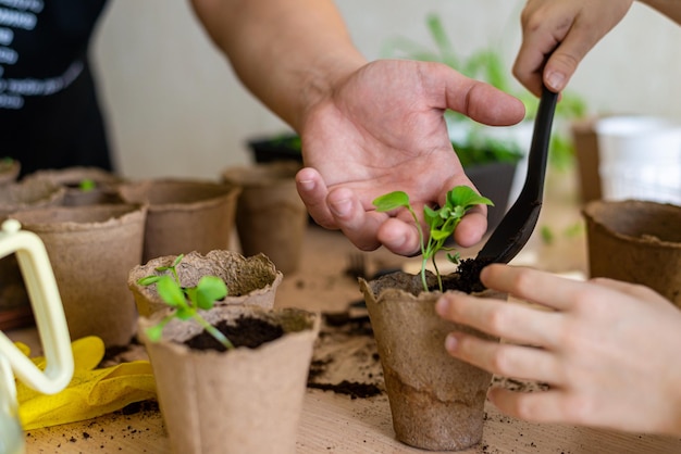 Jardinage à la maison les mains d'un adulte et d'un enfant tiennent des semis de fleurs dans des pots écologiques et arrosent des plantes le concept d'apprendre à cultiver des plantes Photo horizontale