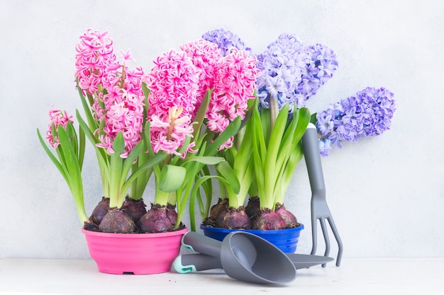 Jardinage avec pelle et râteau fleurs fraîches bleu jacinthe