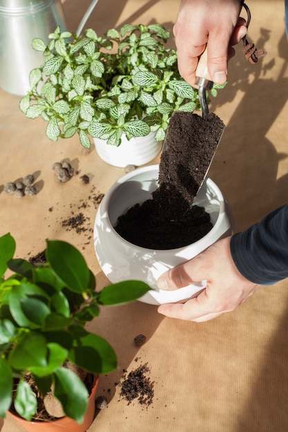 Jardinage, plantation à domicile. homme, délocaliser, ficus, plante d'intérieur