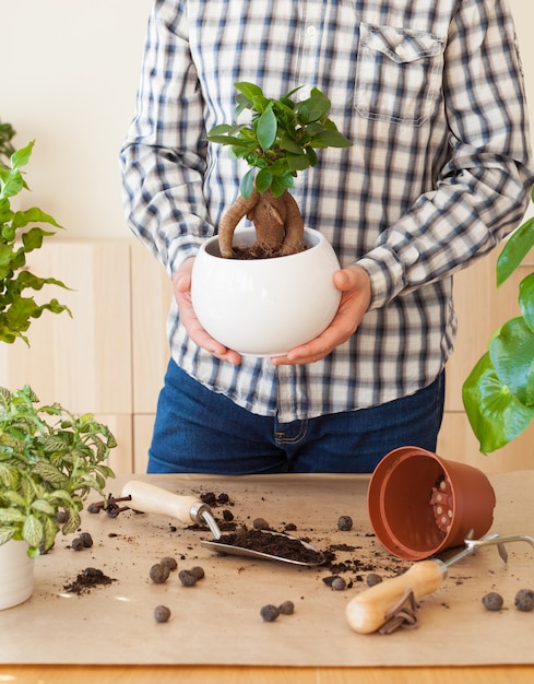 Photo jardinage, plantation à domicile. homme, délocaliser, ficus, plante d'intérieur