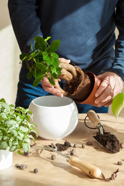 Jardinage, plantation à domicile. homme, délocaliser, ficus, plante d'intérieur