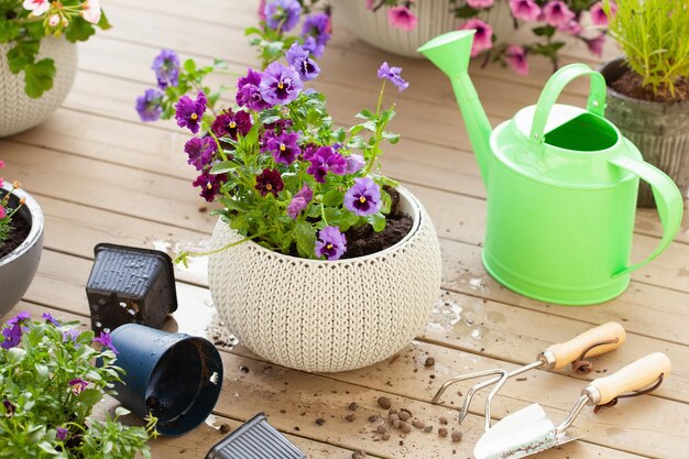 Jardinage plantation de fleurs de lavande dans un pot dans le jardin sur la terrasse