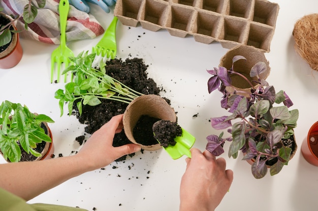 Jardinage, plantation à la maison. Femme relocalisation d'une plante d'intérieur germée