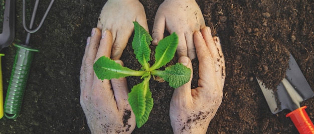 Jardinage, plantation de plantes dans le jardin