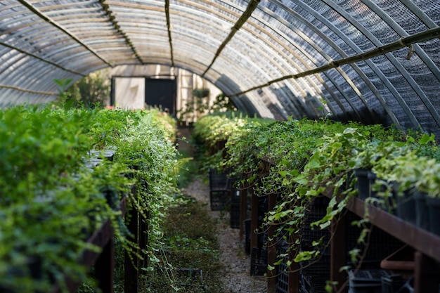 Jardinage de plantes avec des semis de lierre vert en serre avec plafond transparent de plus en plus à vendre