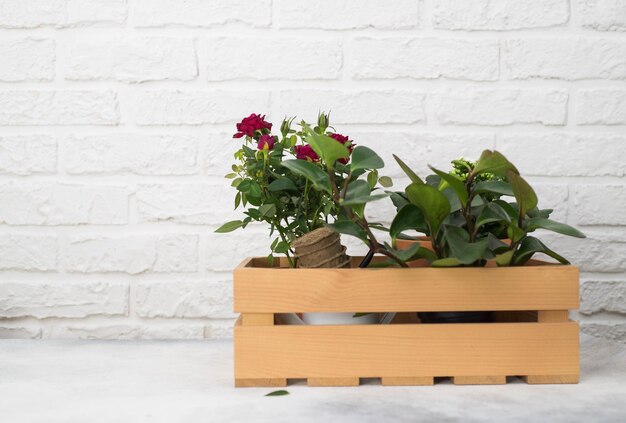 Jardinage de printemps avec des fleurs épanouies dans une boîte en bois pour la plantation sur fond de briques légères