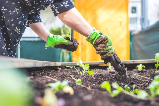 Jardinage urbain La femme plante des légumes frais et des herbes sur un sol fructueux dans le lit surélevé de son propre jardin