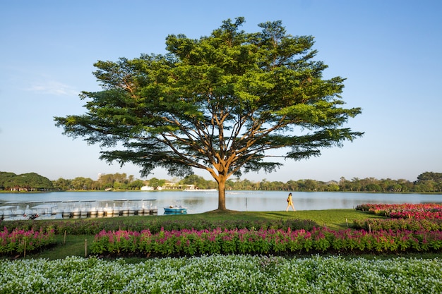 Jardinage vertical en harmonie avec la nature dans le parc.