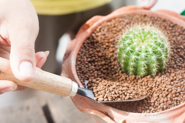 Jardiner les cactus dans les plantes en pot