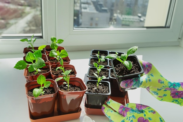 Jardiner sur le rebord de la fenêtre Entretien des plantes Loisirs