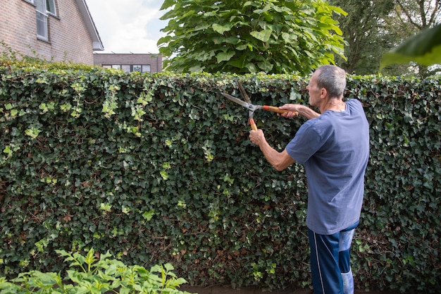 Jardinier âgé avec une jambe cassée coupe la clôture d'Ivy avec un grand sécateur de jardinage