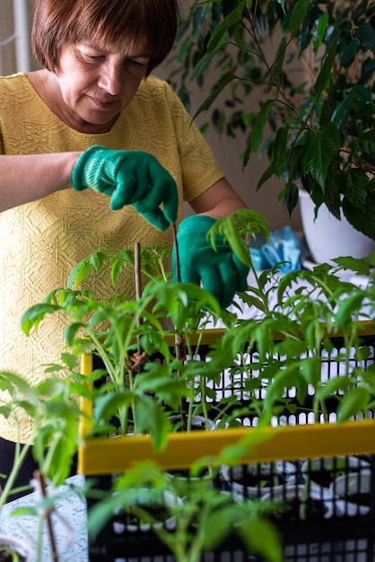 Un jardinier âgé sérieux dans des gants transplante des plants de tomates Soins des plantes de jardinage à domicile Cultiver une culture