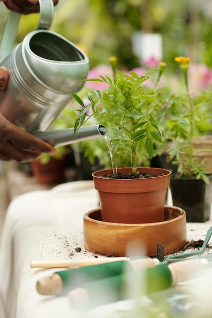 Jardinier arrosant les plantes en pot de fleurs après la transplantation