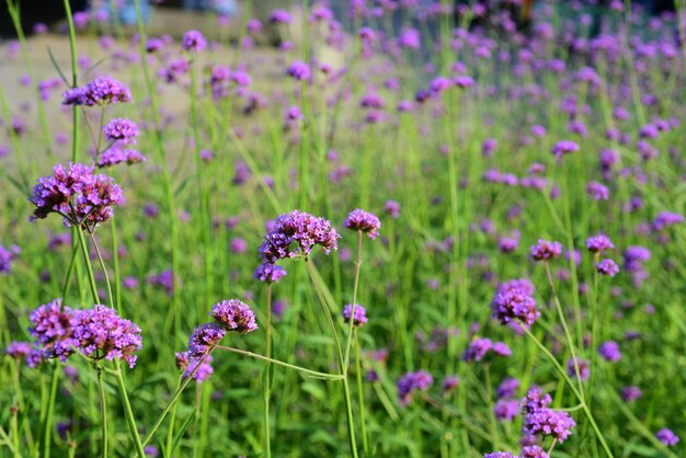 Le jardinier arrose les fleurs au parc