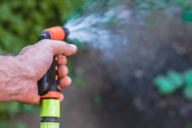 Jardinier arroser la récolte d'été. Pulvérisateur de tuyau. Gros plan, arroseur eau Plantes vertes.