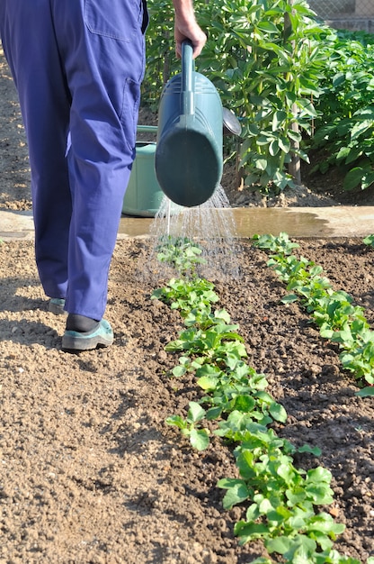 Jardinier arroser son jardin