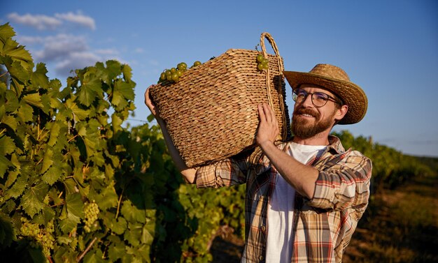 Jardinier barbu récoltant des raisins sur le vignoble