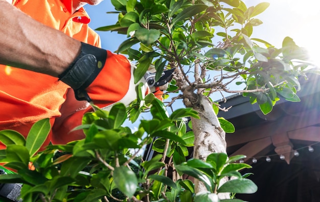 Jardinier caucasien élagage des arbres décoratifs de jardin à l'aide d'une photo en gros plan professionnelle