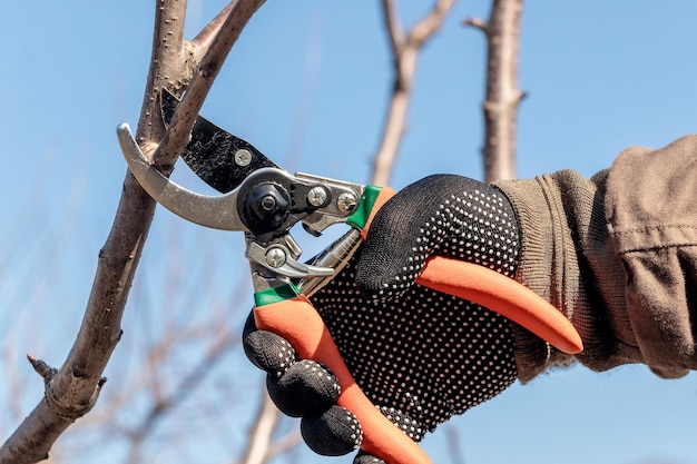 Un jardinier coupe une branche sur un arbre à l'aide de sécateurs de cisailles de jardin