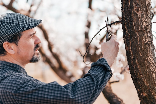 Jardinier couper les branches avec le sécateur au printemps.